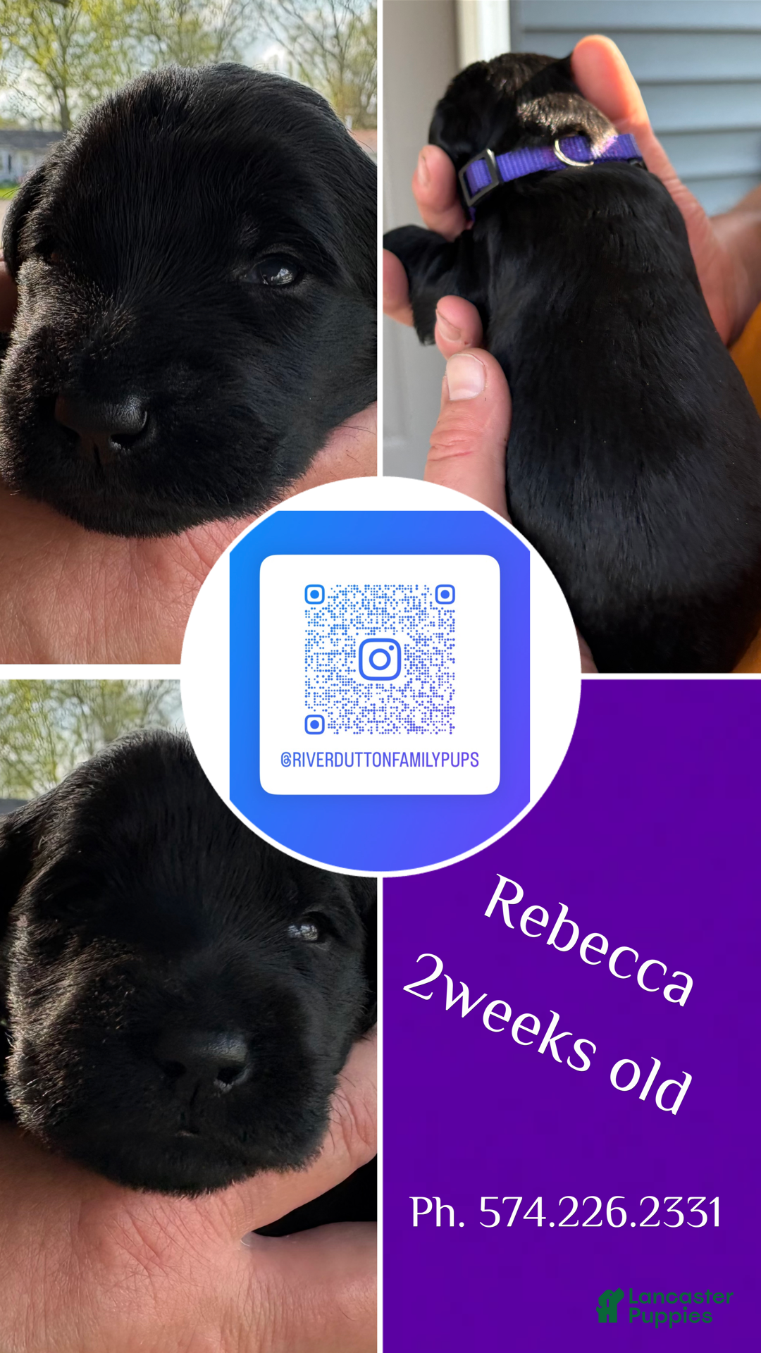 Mixed Breed dogs Golden Labradoodle Puppy 3 - Ad 13