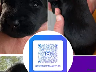 Mixed Breed dogs Golden Labradoodle Puppy 3 - Ad 13