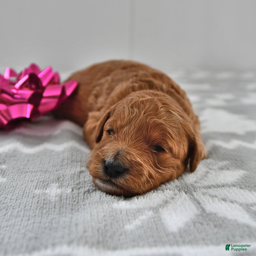 Mini Goldendoodle dogs for sale: Candy - Ad 1