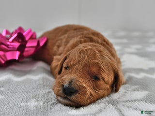 Mini Goldendoodle dogs Candy - Ad 24