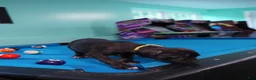 Cane Corso dogs for sale: Storm - Ad 4