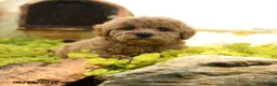 Toy Poodle dogs for sale: Darla - Ad 1