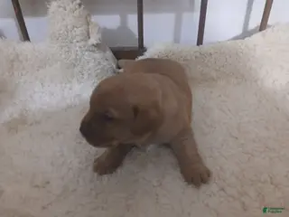 Labrador Retriever dogs for sale: Button - Ad 1