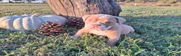English Bulldog dogs for sale: Stella - Ad 2