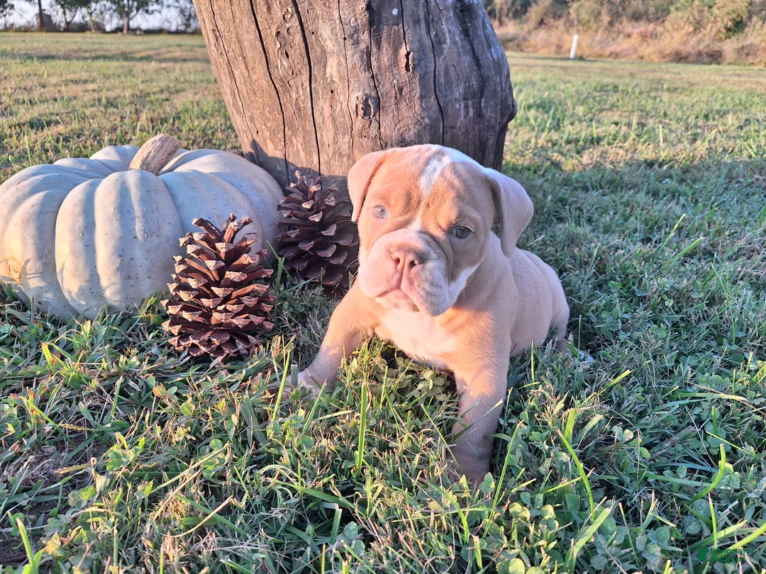 English Bulldog dogs for sale: Stella - Ad 2