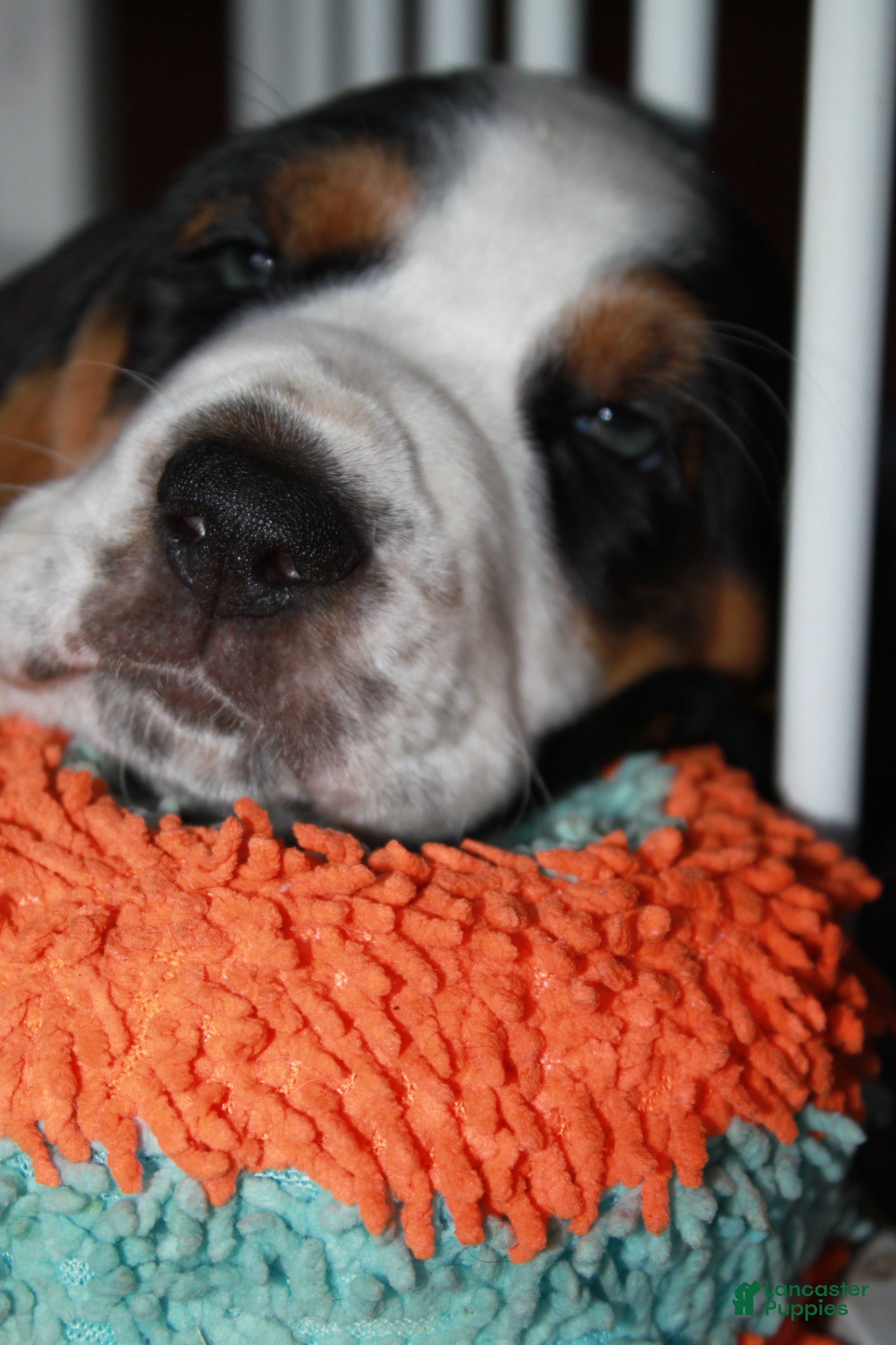 Basset Hound dogs Yellow (Jilly May) - Ad 1