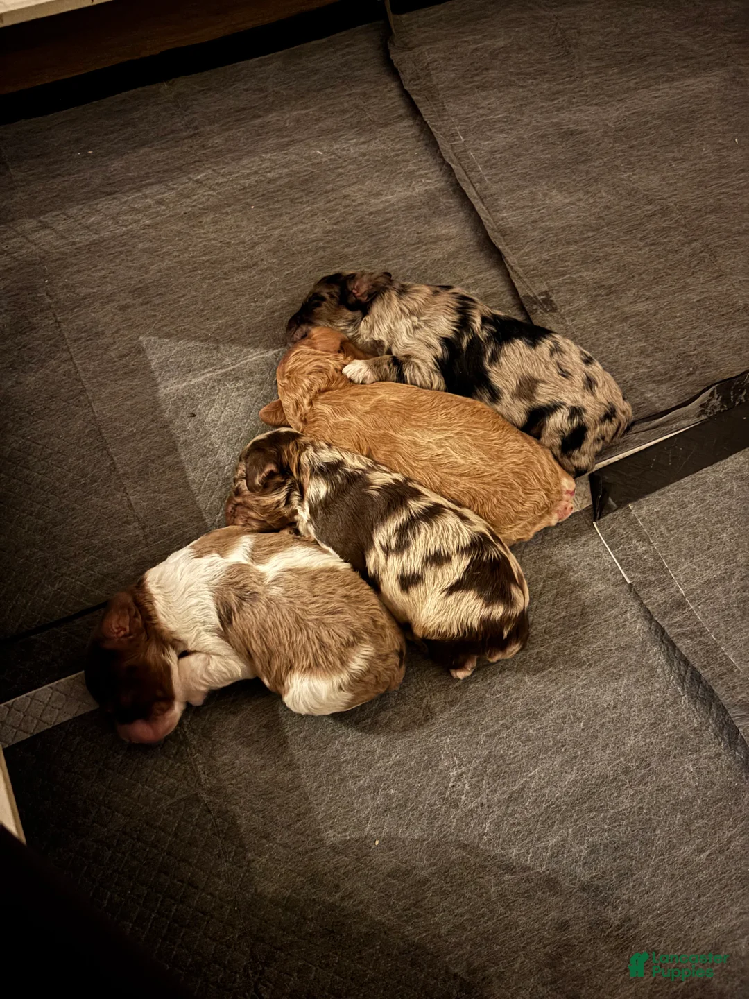 Cockapoo dogs for sale: Jubilee  - Ad 4