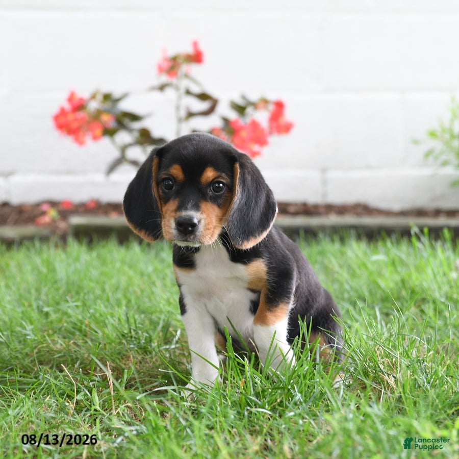 Beagle dogs Rosie - Ad 1