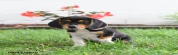Beagle dogs for sale: Rosie - Ad 1