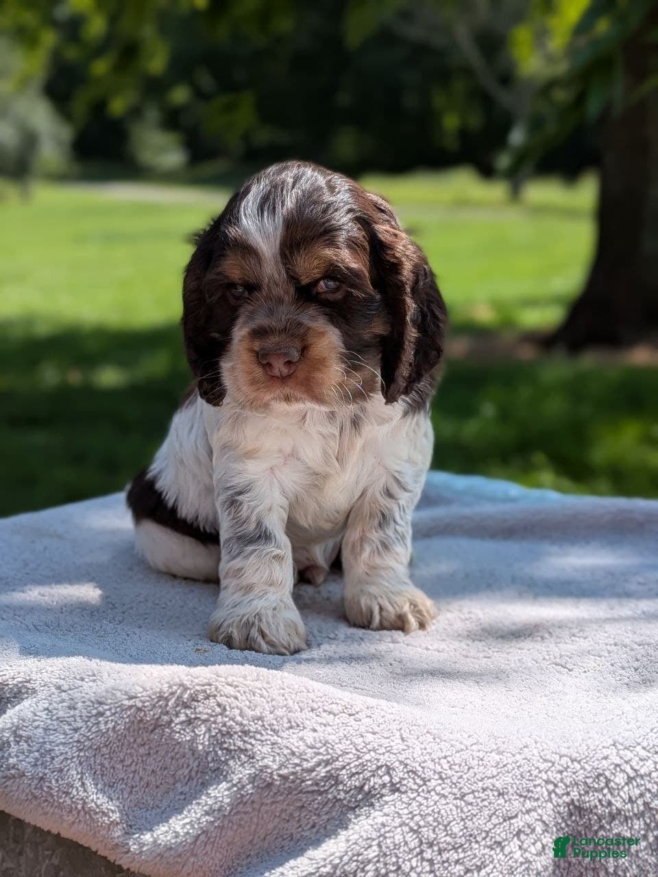 Cocker Spaniel dogs Bruno - Ad 1