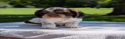 Cocker Spaniel dogs for sale: Bruno - Ad 1