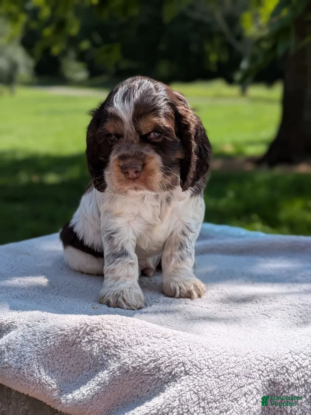 Cocker Spaniel dogs for sale: Bruno - Ad 1