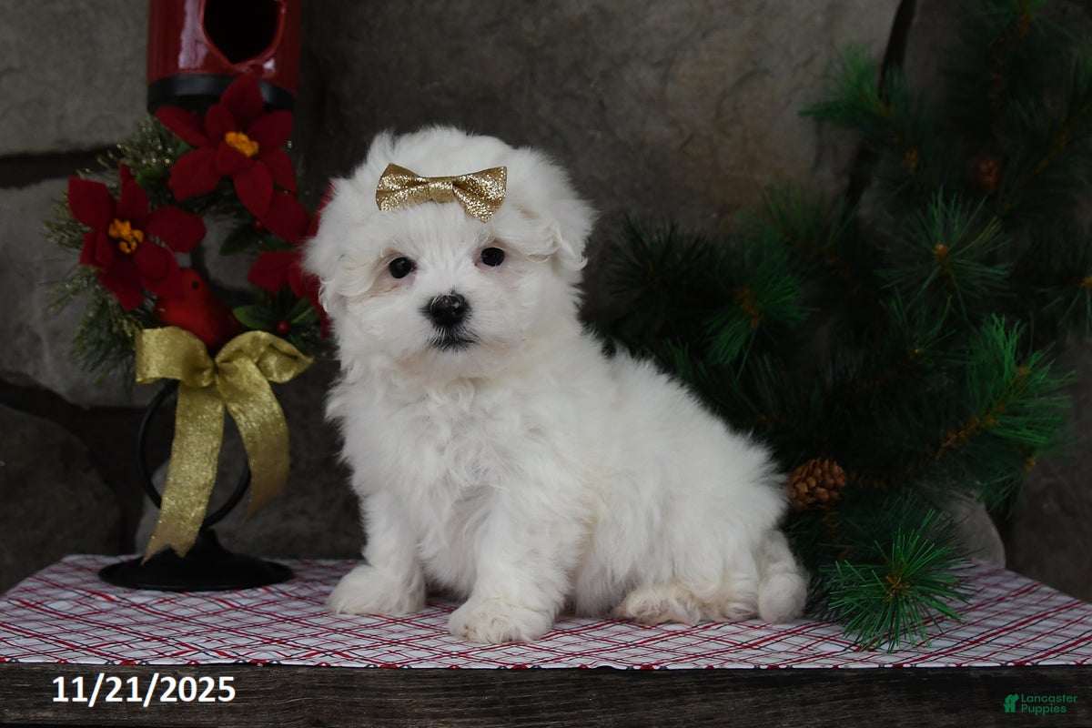 Teddy Bear dogs Leo - Ad 40