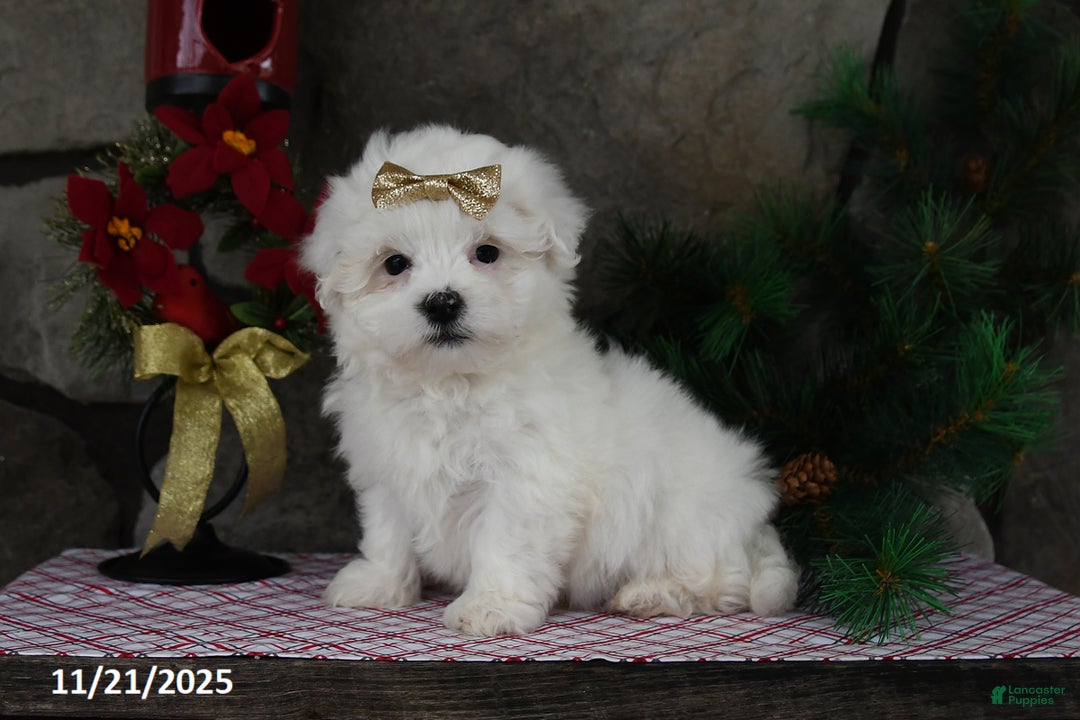 Teddy Bear dogs for sale: Leo - Ad 1