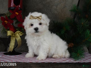 Teddy Bear dogs Leo - Ad 38
