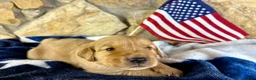 Golden Retriever dogs for sale: Penny’s Mr Blue - Ad 1