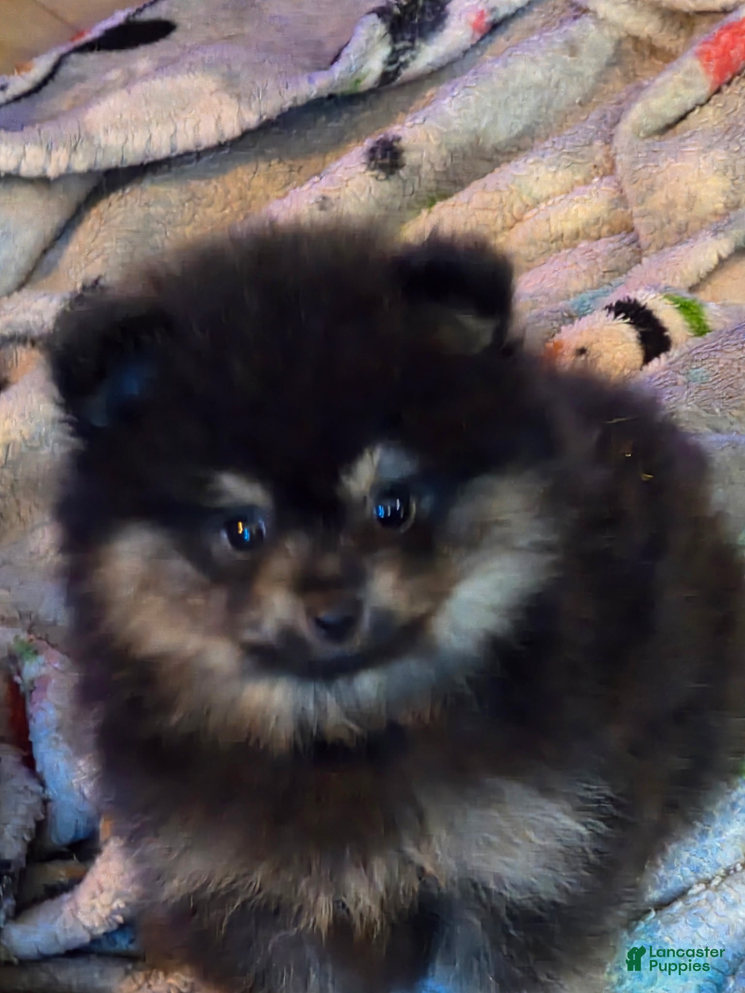 Pomeranian dogs Akc Molly  - Ad 19
