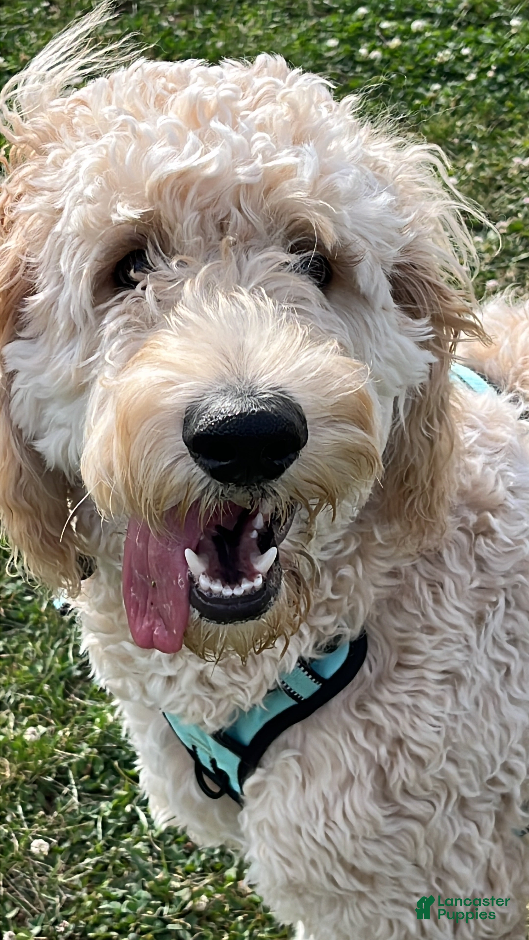 Goldendoodle dogs Milo - Ad 35