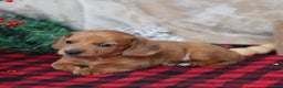 Miniature Dachshund dogs for sale: Sage - Ad 6