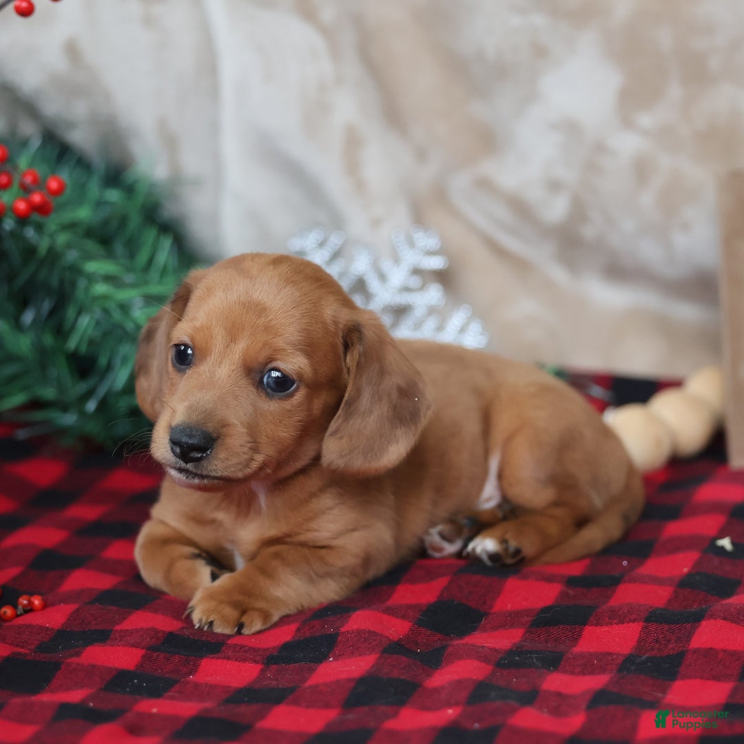 Miniature Dachshund dogs for sale: Sage - Ad 6