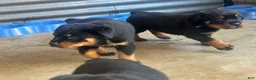 Rottweiler dogs for sale: Rottweiler 1 - Ad 10