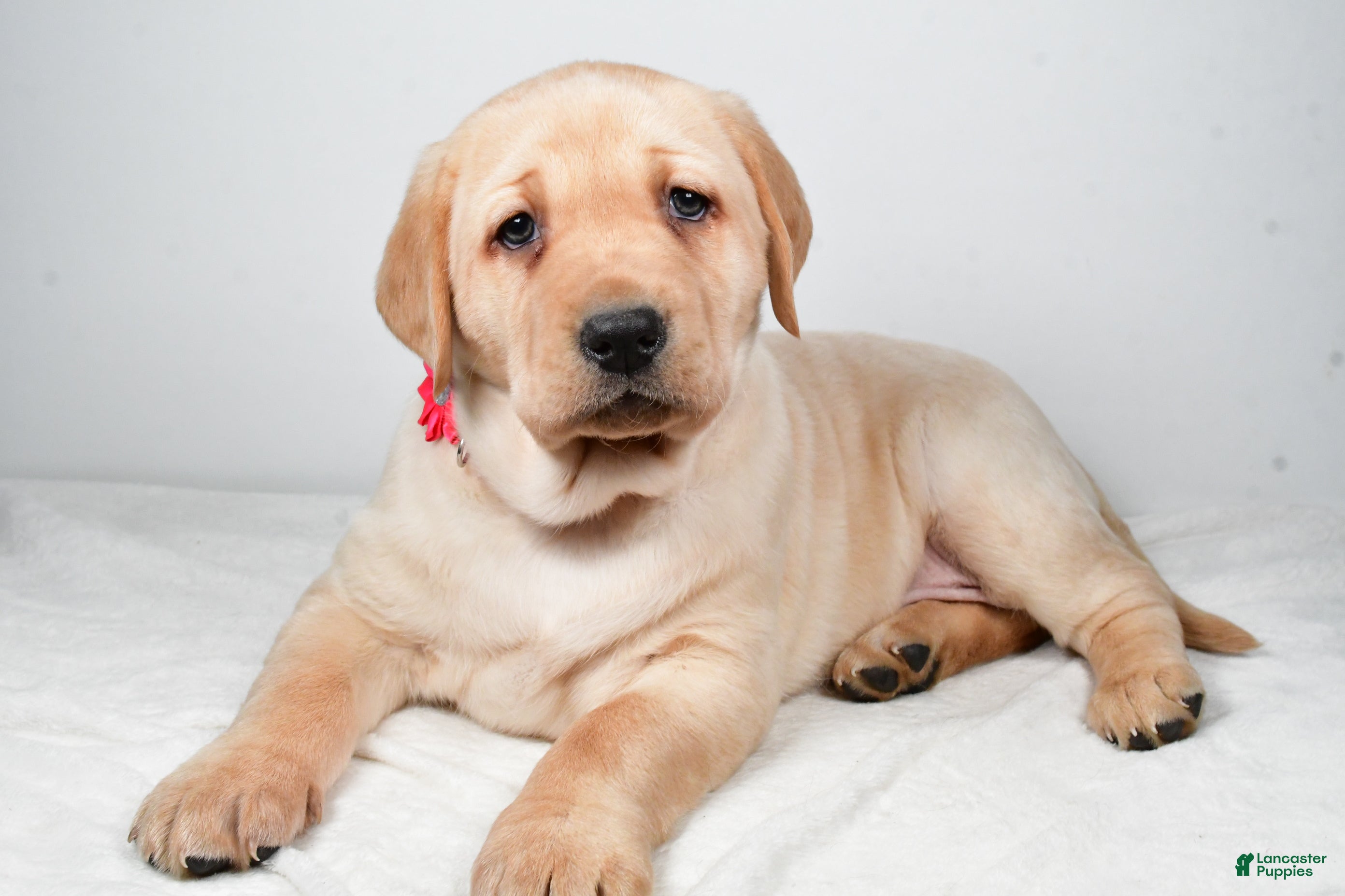 Labrador Retriever dogs Niagara - Ad 10