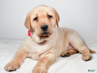 Labrador Retriever dogs Niagara - Ad 40