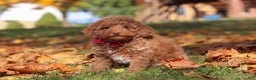 Miniature Poodle dogs for sale: Stitch - Ad 3