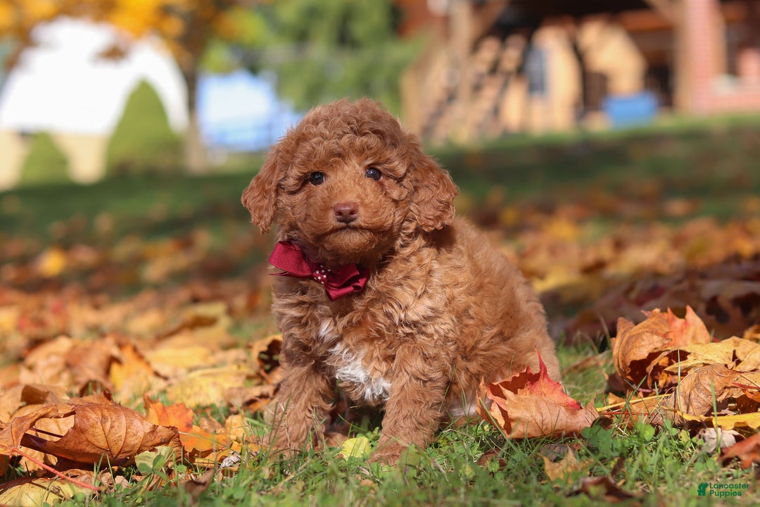 Miniature Poodle dogs for sale: Stitch - Ad 3