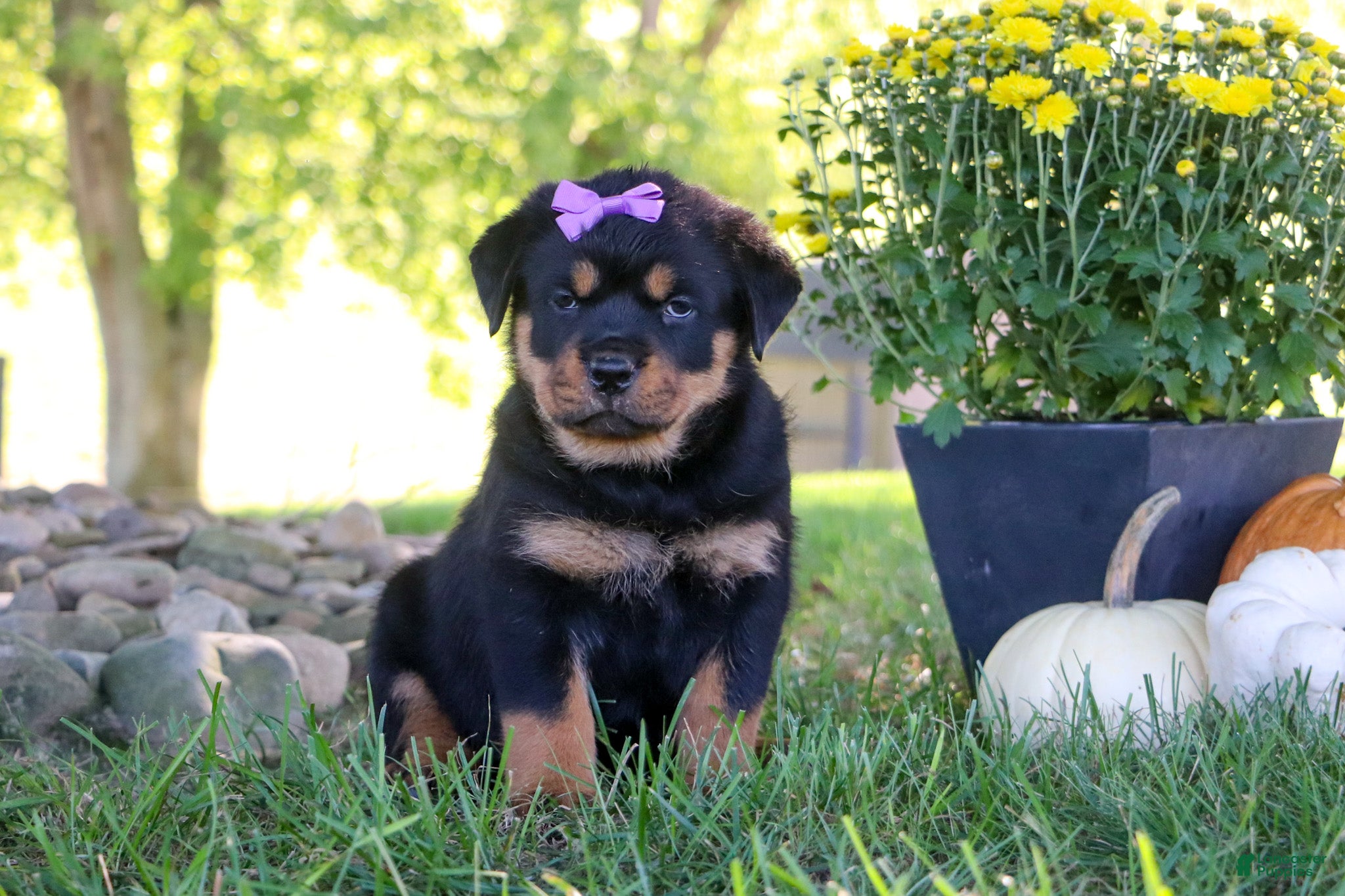Rottweiler dogs Mia - Ad 2
