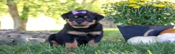 Rottweiler dogs for sale: Mia - Ad 2
