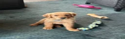 Golden Retriever dogs for sale: Golden Retriever Puppy 4 - Ad 2