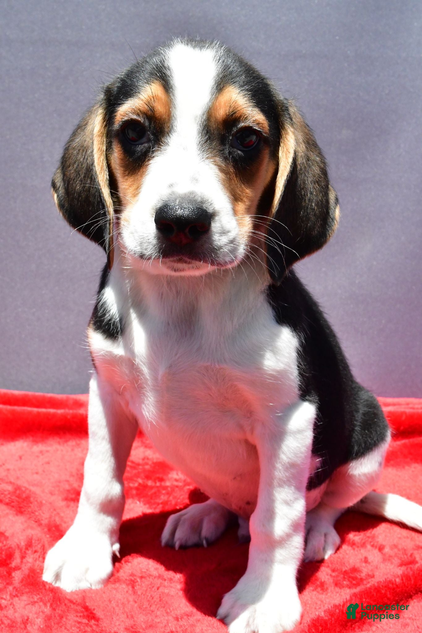 Beagle dogs Roy - Ad 2