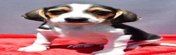 Beagle dogs for sale: Roy - Ad 2