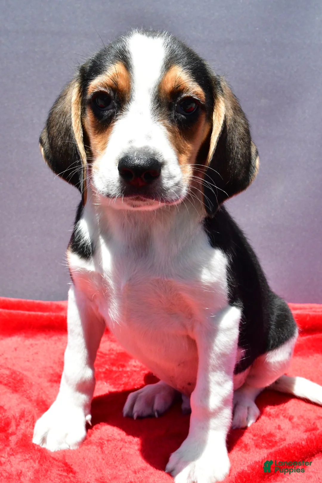 Beagle dogs for sale: Roy - Ad 2