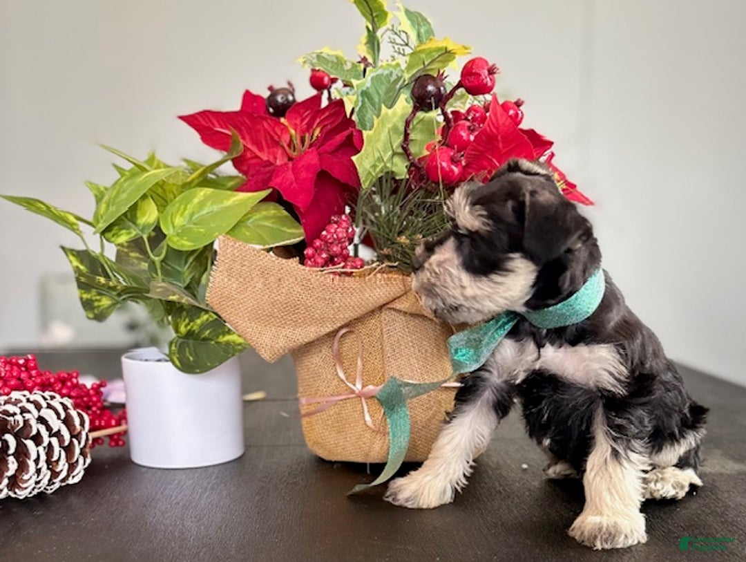 Miniature Schnauzer dogs for sale: Sparky - Ad 4
