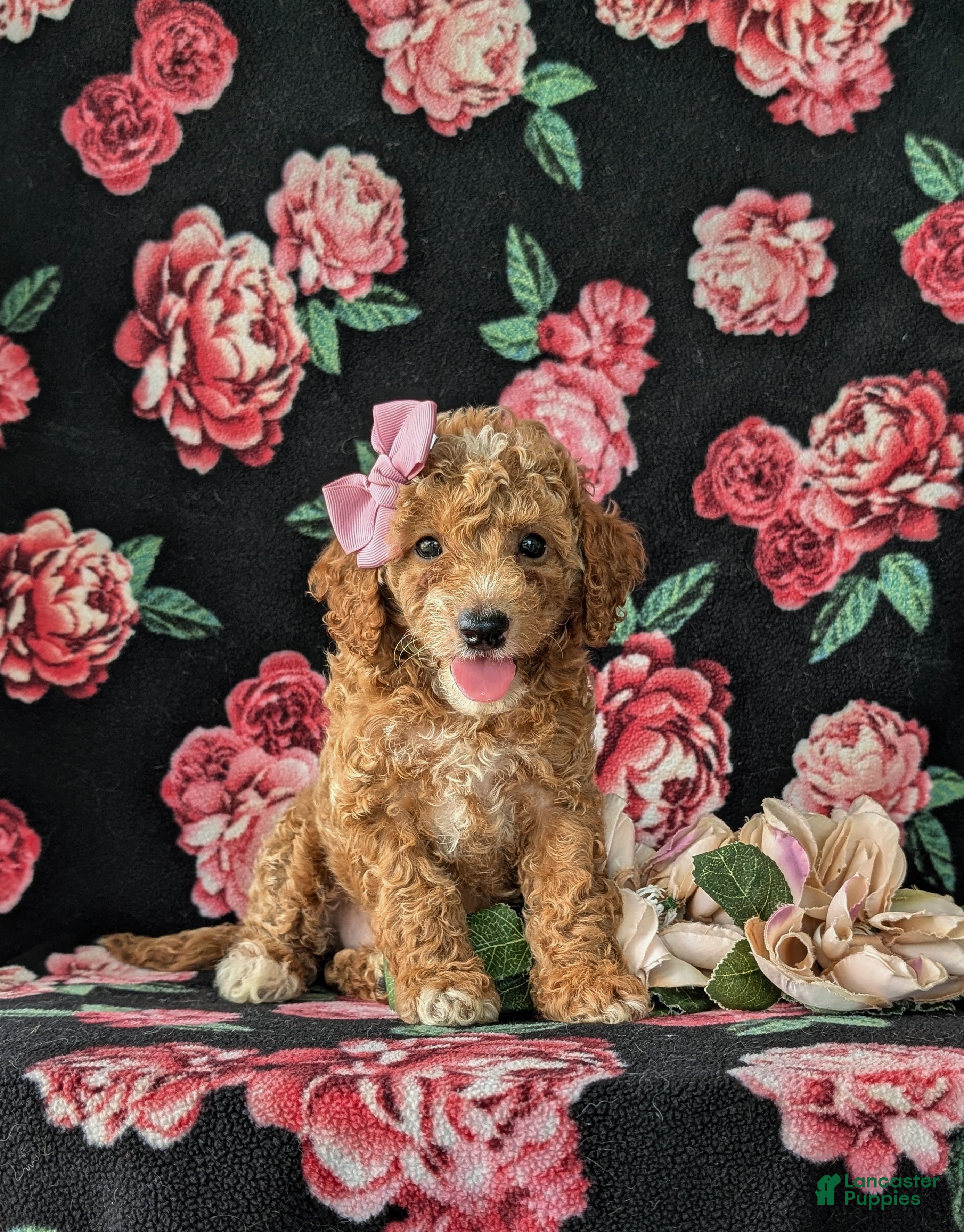 Cockapoo dogs Brielle Hypoallergenic - Ad 2
