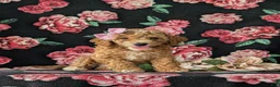 Cockapoo dogs for sale: Brielle Hypoallergenic - Ad 3