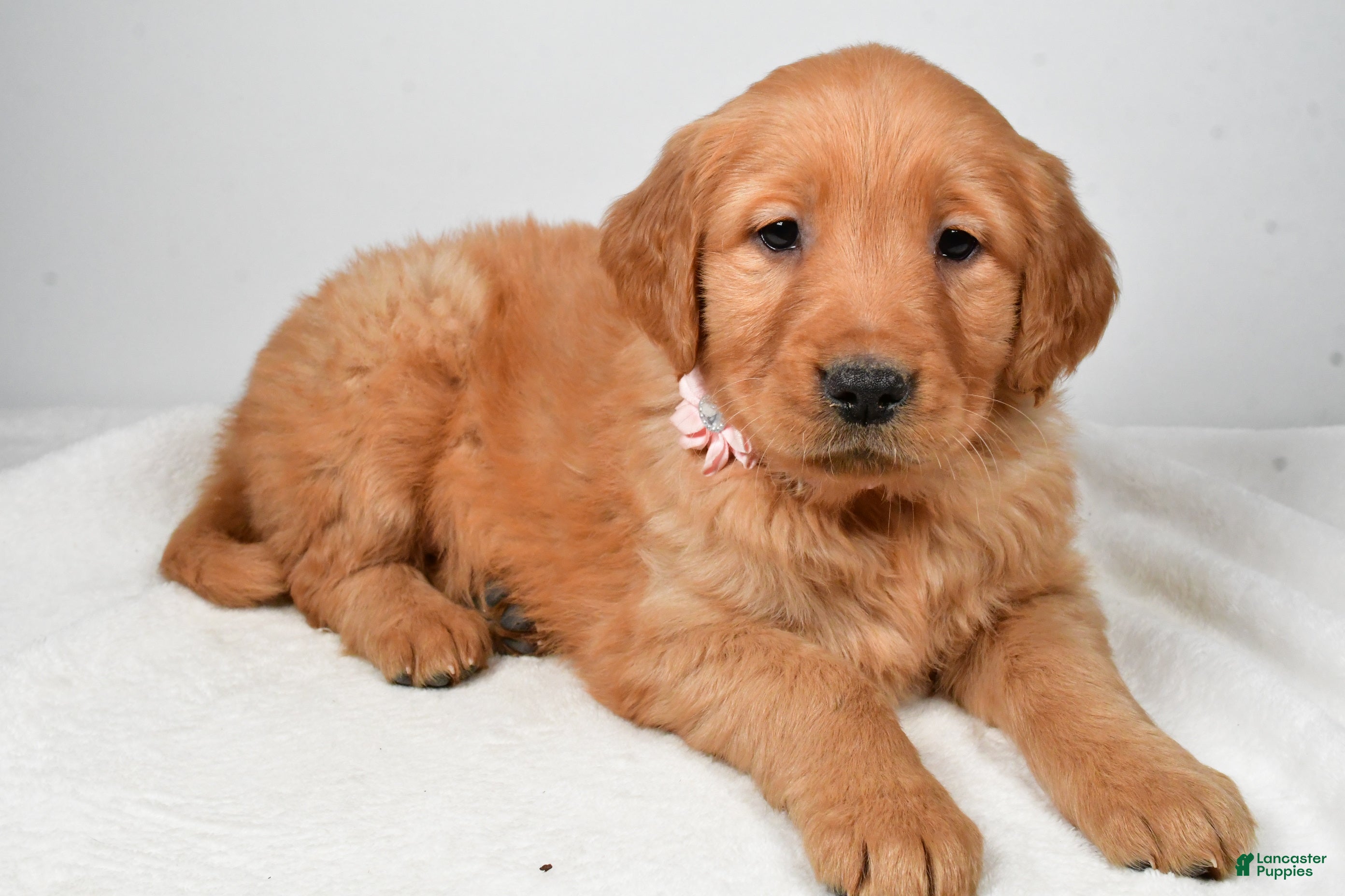 Golden Retriever dogs Kori - Ad 19