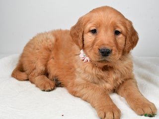 Golden Retriever dogs Kori - Ad 19