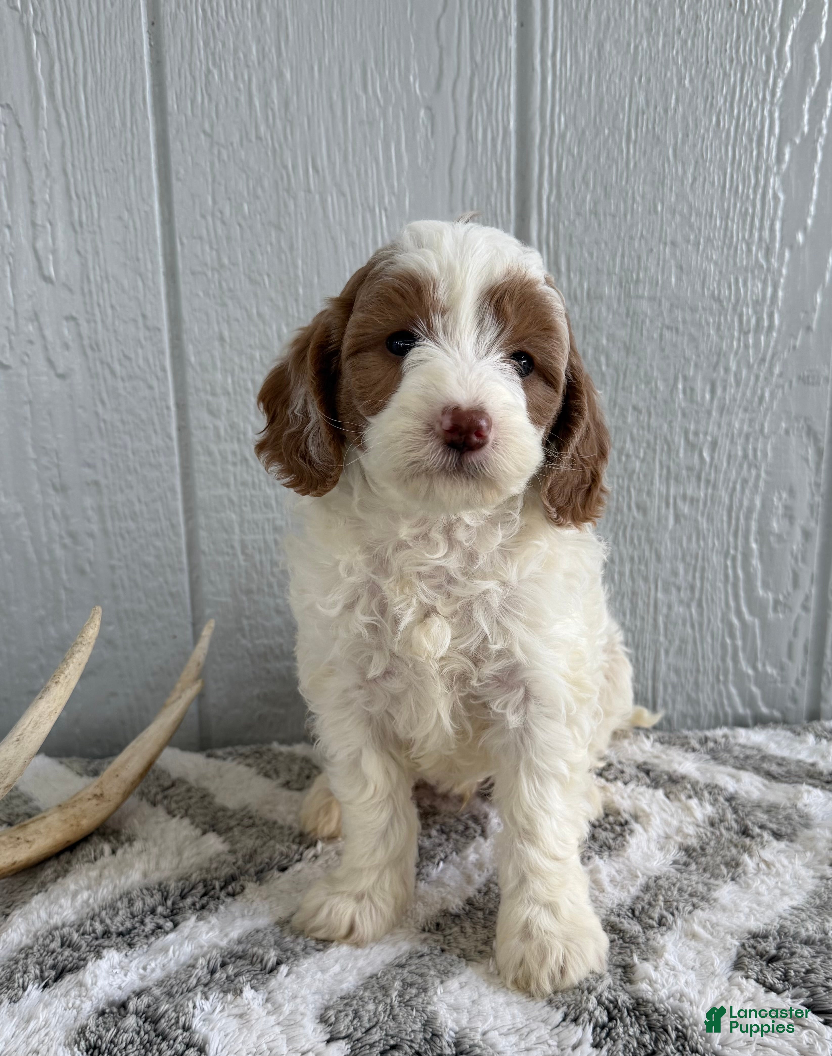 Mini Bernedoodle dogs Spike - Ad 2