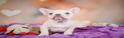 French Bulldog dogs for sale: Sadie - Ad 10