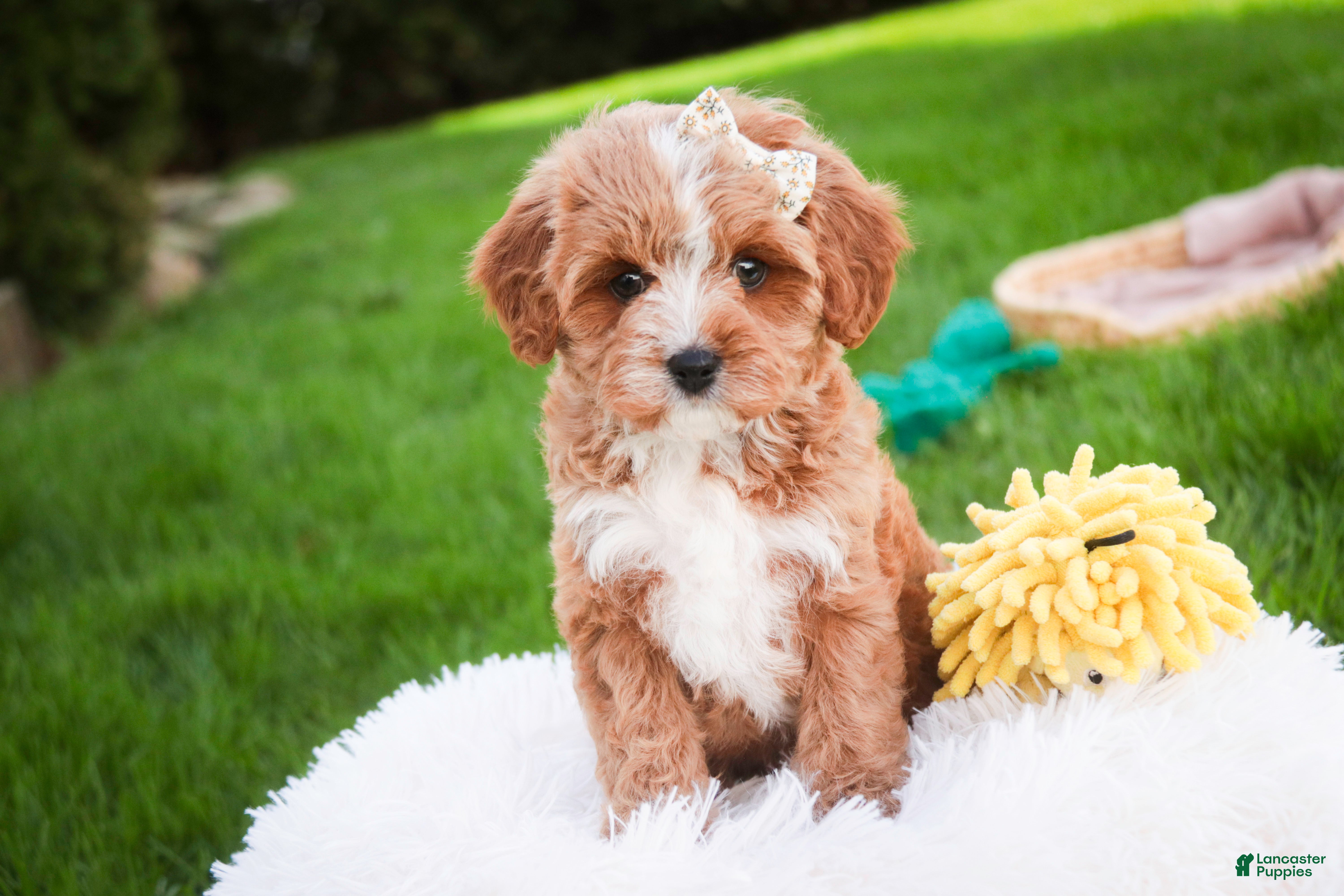 Cavapoo dogs Harper - Ad 2