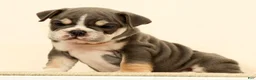 English Bulldog dogs for sale: Captain - Ad 3