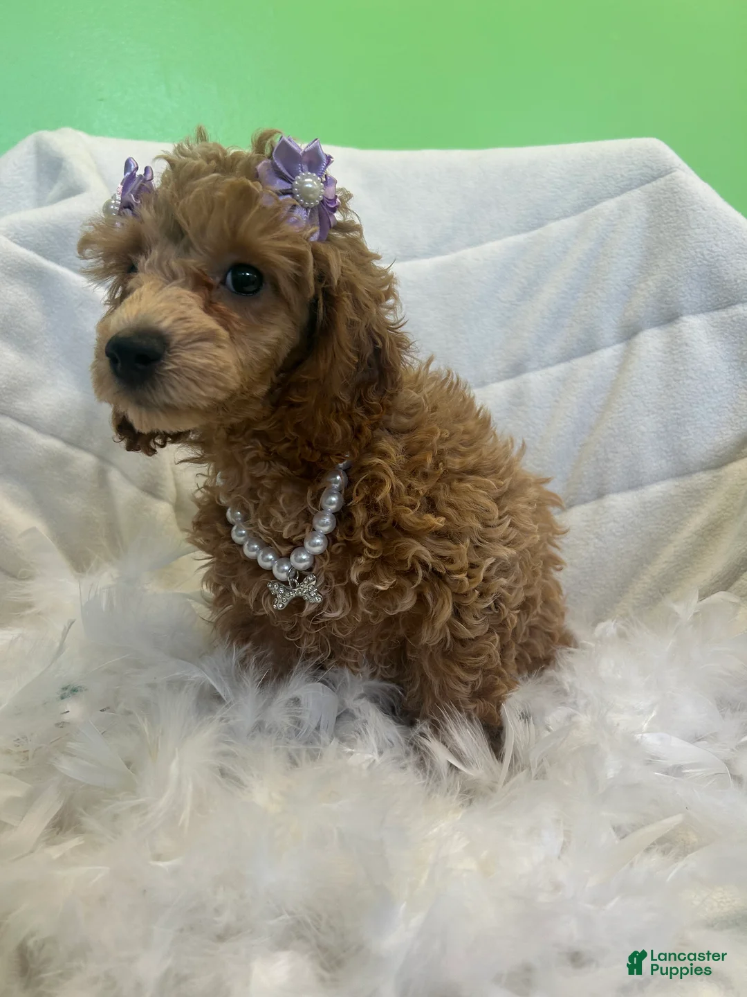 Toy Poodle dogs for sale: Toy Poodle Puppy 3 - Ad 4