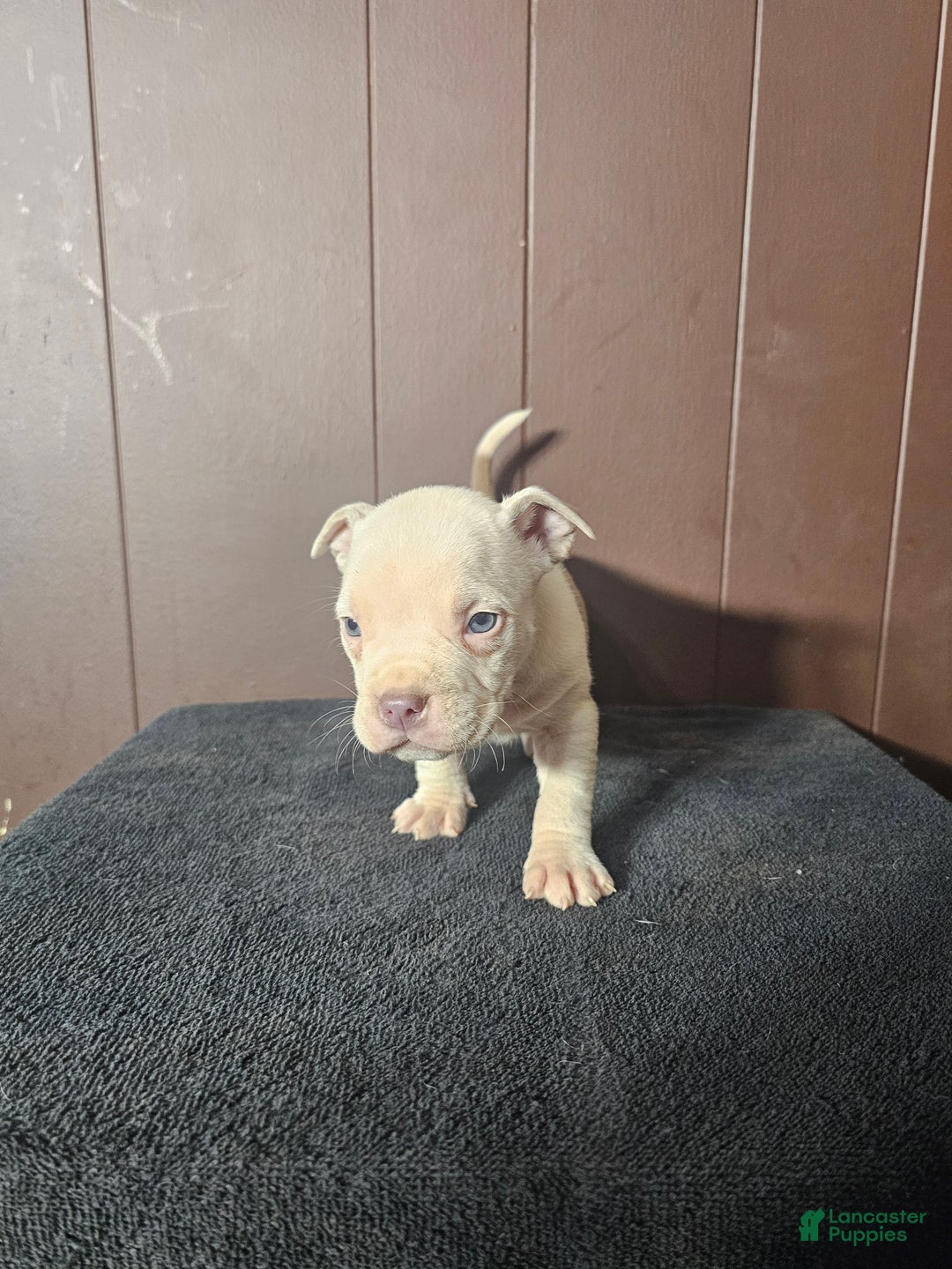 American Bully dogs for sale: Pip - Lilac Pied - Ad 4