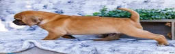 Puggle dogs for sale: Billy - Ad 5
