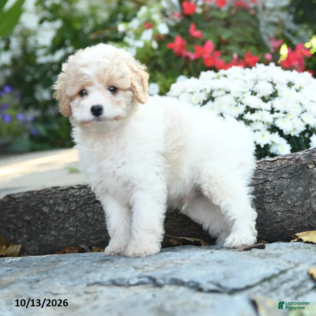 Cavapoo dogs for sale: Colonel Mustard - Ad 2