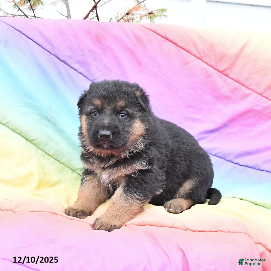 German Shepherd dogs for sale: Leo - Ad 2
