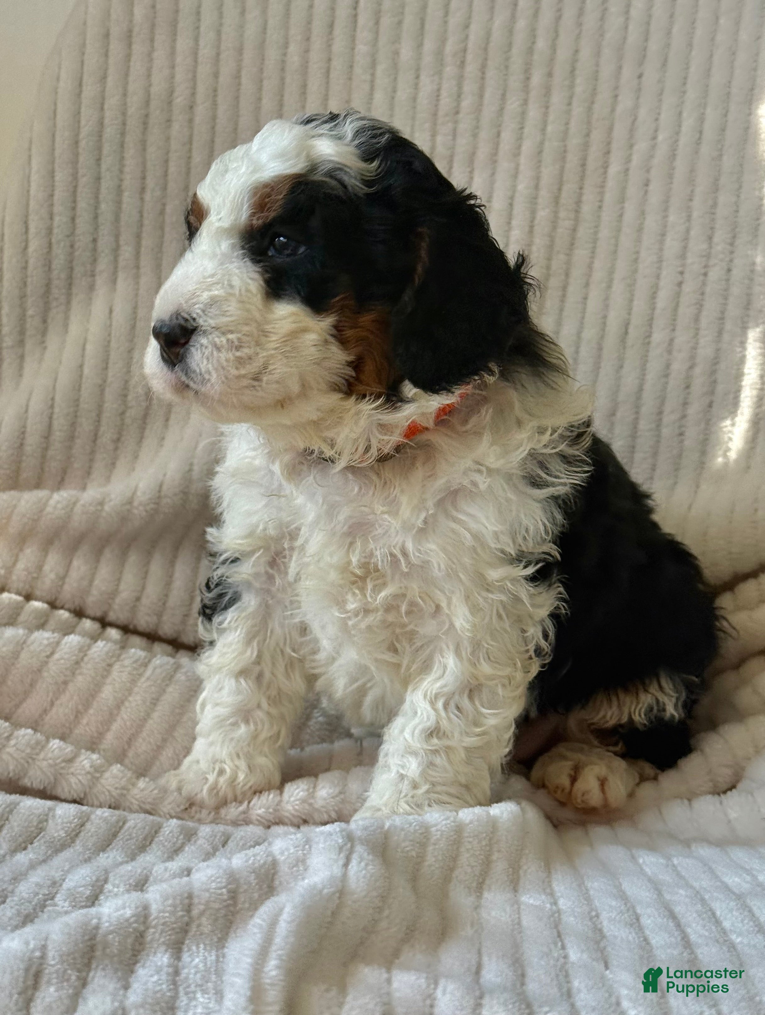 Mini Bernedoodle dogs Bruno - Ad 2